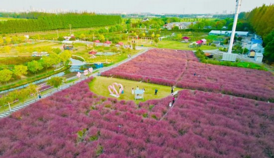 “網(wǎng)紅”地膚變色ing，上海限定美景等你打卡